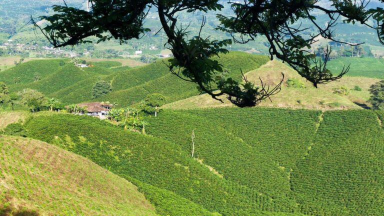 Circuito Medellín y el Eje Cafetero 8 días, 7 noches — Antioquia