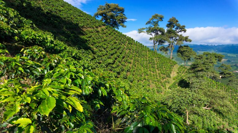 Circuito Bogotá y el Eje Cafetero 6 días, 5 noches