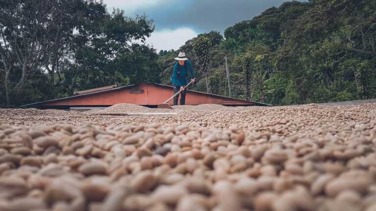 Circuito Bogotá y el Eje Cafetero 6 días, 5 noches
