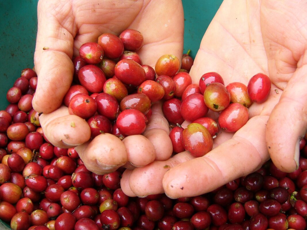 Granos de café recién recolectados en una finca cafetera