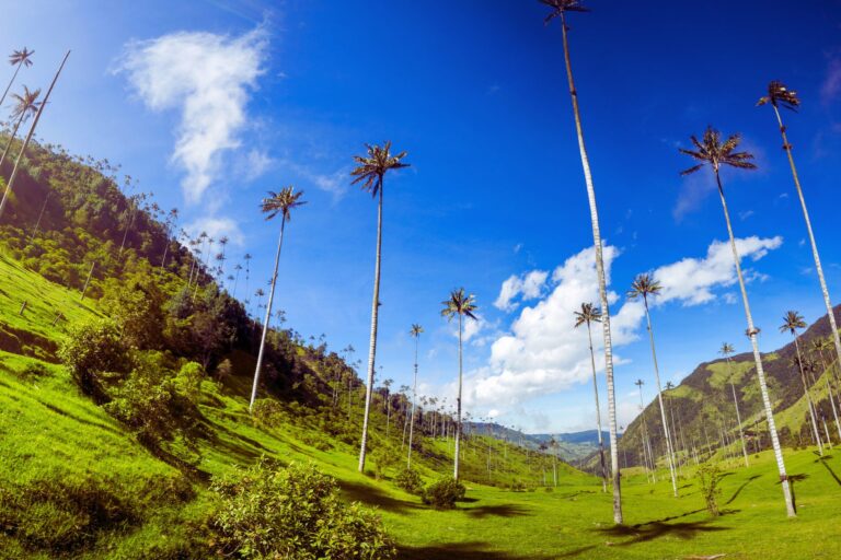 Plan Eje Cafetero desde Medellín 4 días, 3 noches